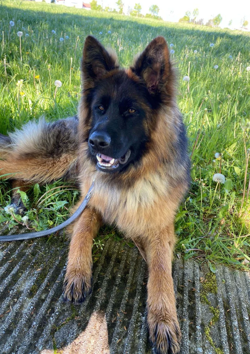 Unikat Dirndl Schäferhund